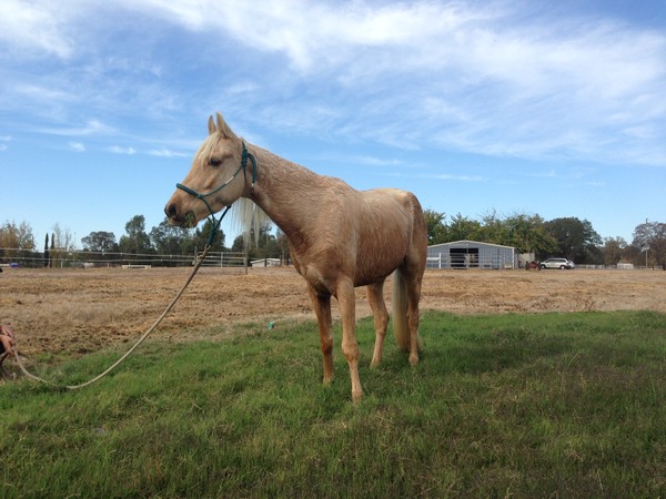 Mississippi Mare out for a walk after a much needed bath. Mississippi Mare out for a walk after a much needed bath.