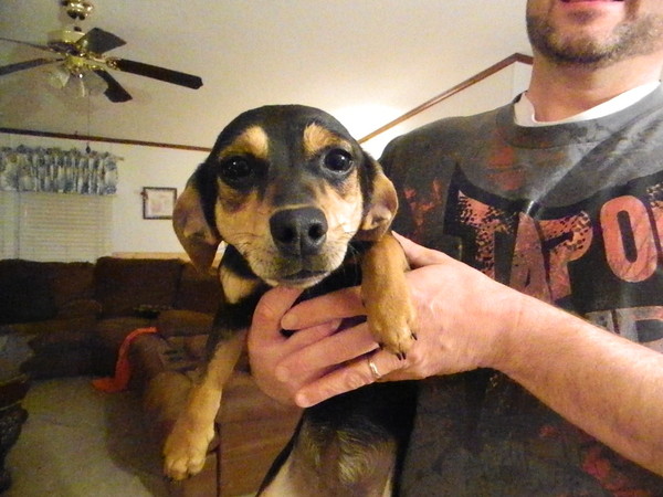 4 month old female puppy 4 month old female puppy