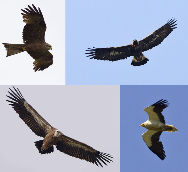 Griffon and Egyptian Vultures, Golden Eagle and Black Kite Griffon and Egyptian Vultures, Golden Eagle and Black Kite