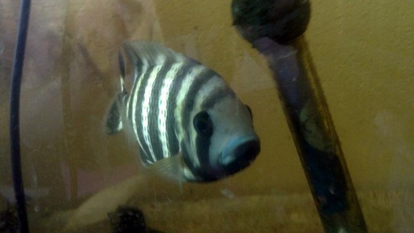 This is Butter, one of our huge tropical fish This is Butter, one of our huge tropical fish