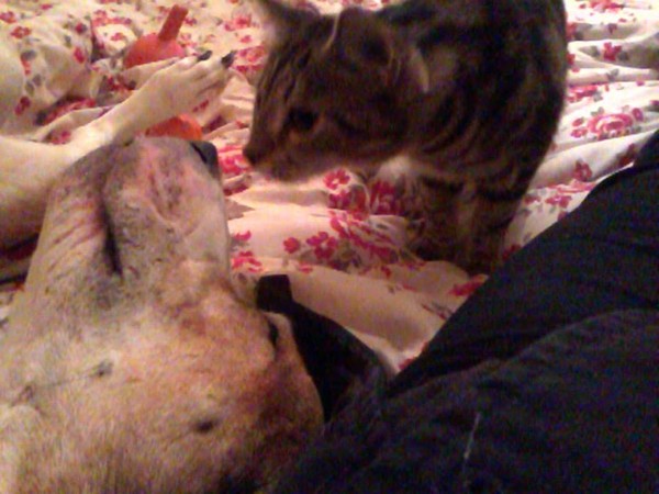 Buster loves all the cats and they are fascinated by him! Buster loves all the cats and they are fascinated by him!