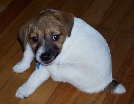 Baby Cookie Baby Cookie
