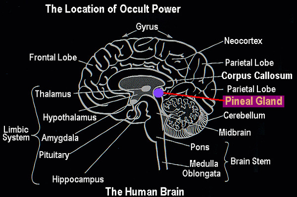 where the cyst is where the cyst is