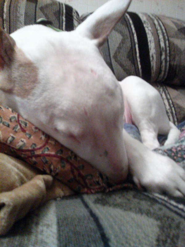 Lulu napping Lulu napping