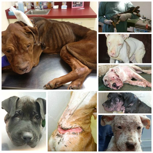 Some of the years medical cases Some of the years medical cases
