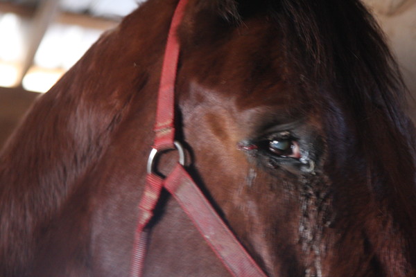 Thunder's Eye Thunder's Eye
