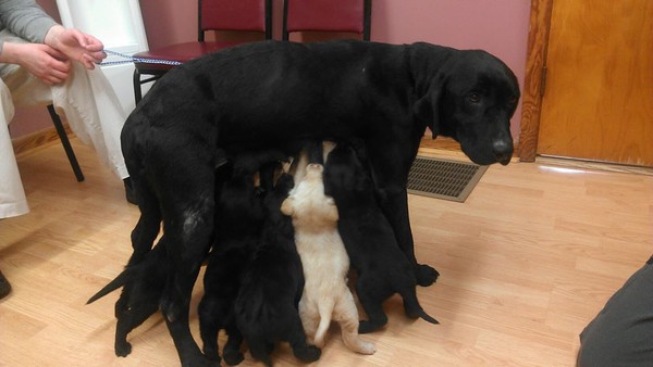 Daisy and her Family of 9 Daisy and her Family of 9