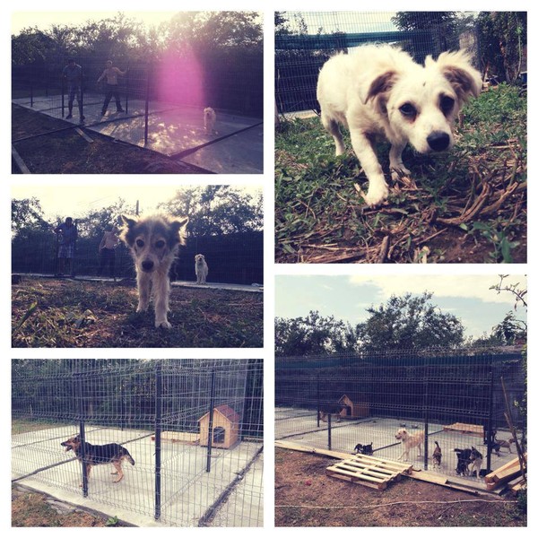 Work in progress for the first 2 kennels. Still unfinished. Work in progress for the first 2 kennels. Still unfinished.