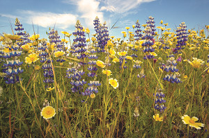 With your support, we can protect the California we all enjoy. With your support, we can protect the California we all enjoy.
