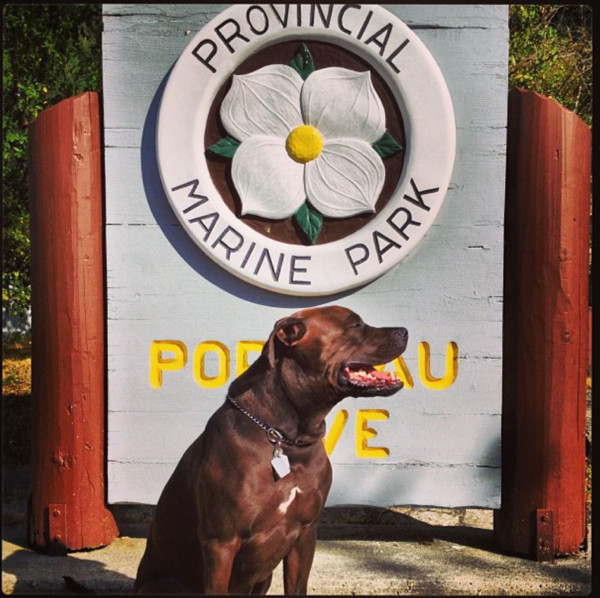 Dexter at Provincial Marine Park Dexter at Provincial Marine Park