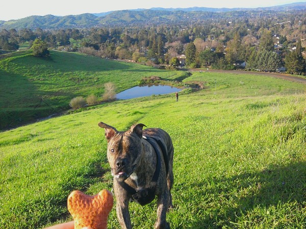 Help me run & play again! Help me run & play again!