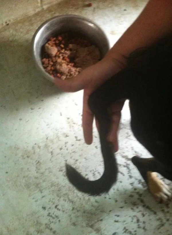 Tail Tail