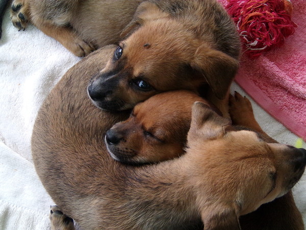 so many puppies so many puppies