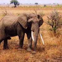National Geographic Society Inviting Applications for Early Career Grant