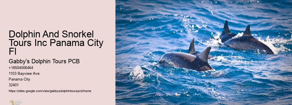 Swim With Dolphins Florida Panama City