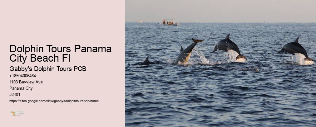 Swim With Dolphins Panama City