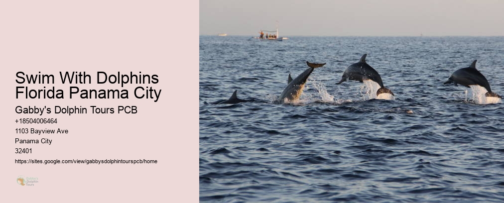 Swim With Dolphins Florida Panama City
