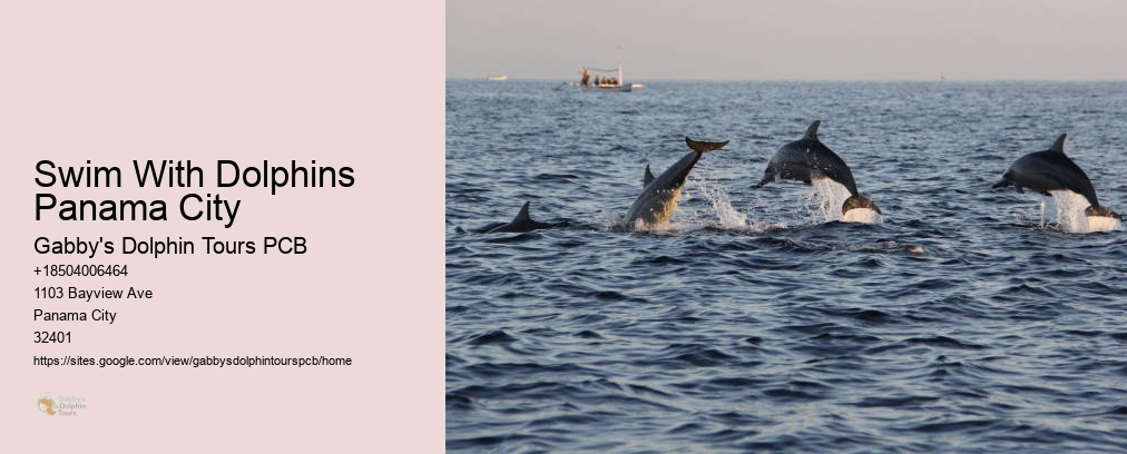 Swim With Dolphins Panama City