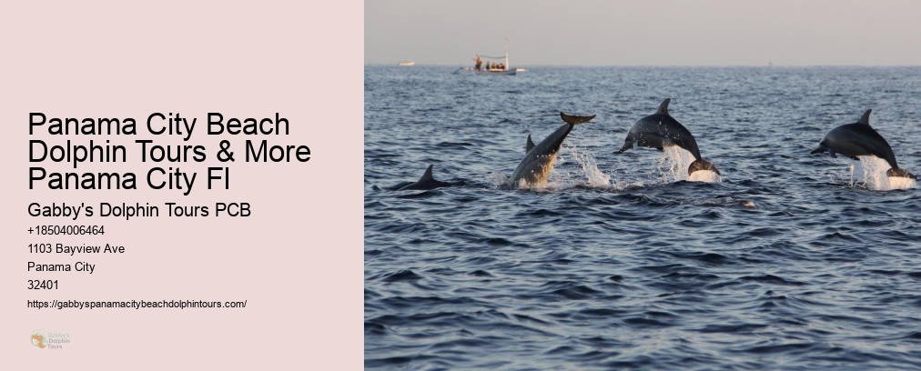 Panama City Beach Dolphin Tours & More Panama City Fl