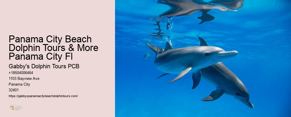 Dolphin Cruise Panama City