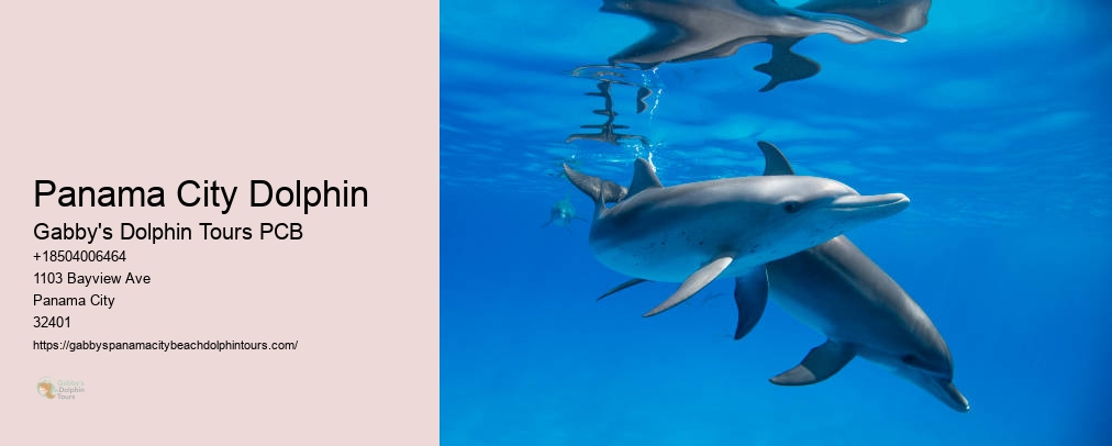 Panama City Dolphin Tours