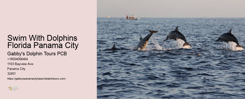 Swim With Dolphins Florida Panama City