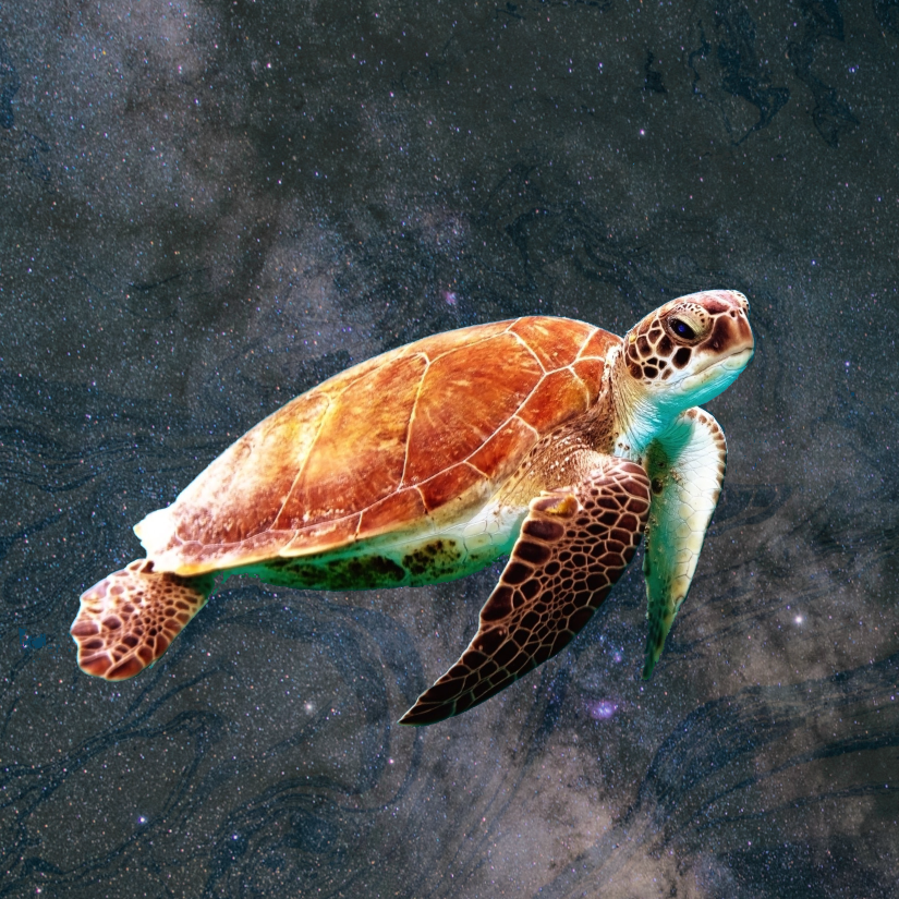 Magic-Space-Turtle.png