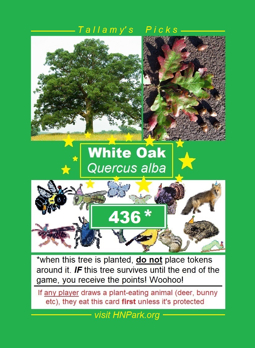 White-Oak.jpg