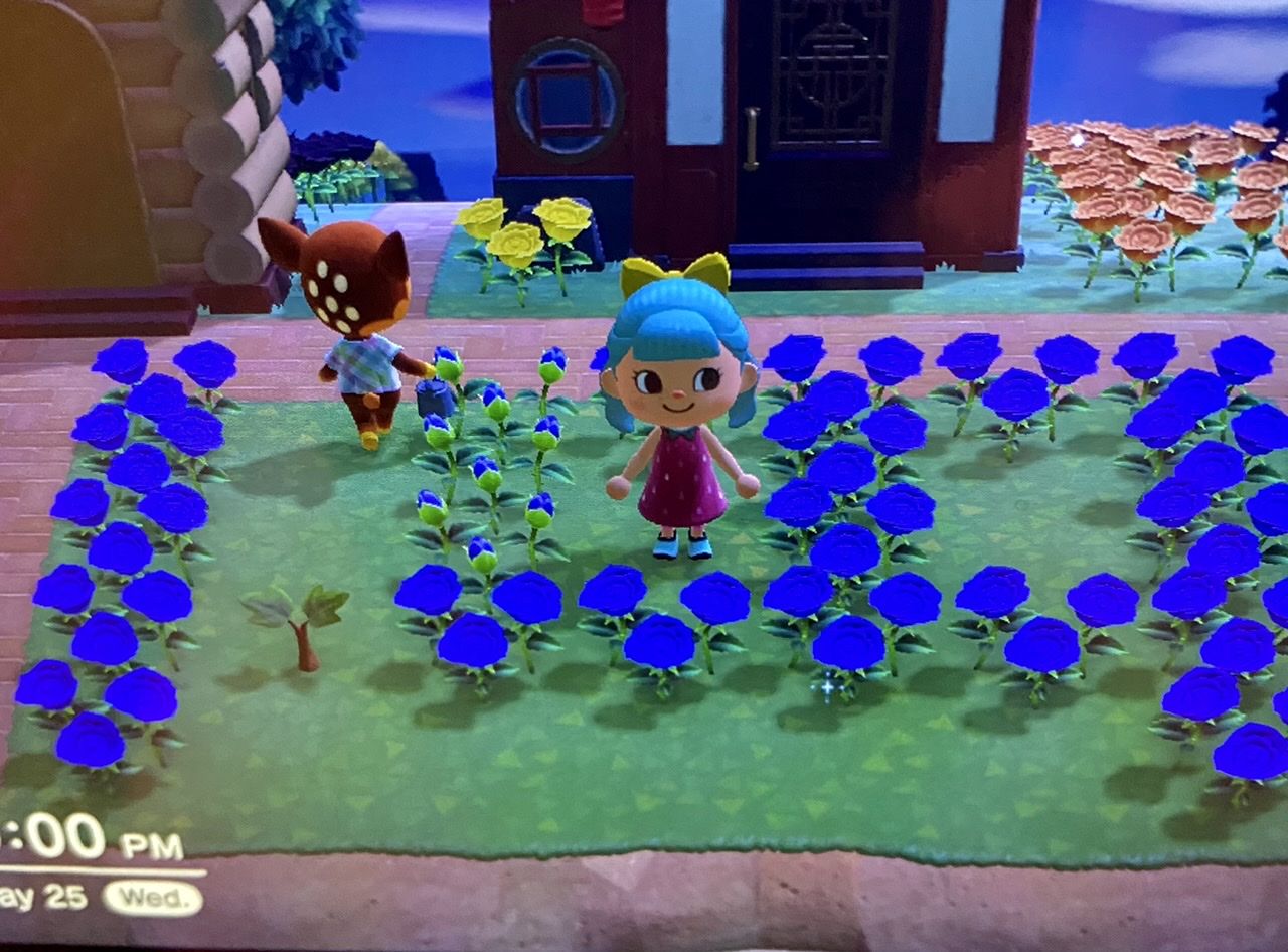 ACNH Blue Roses How to Get & Breed Animal Crossing GameWith