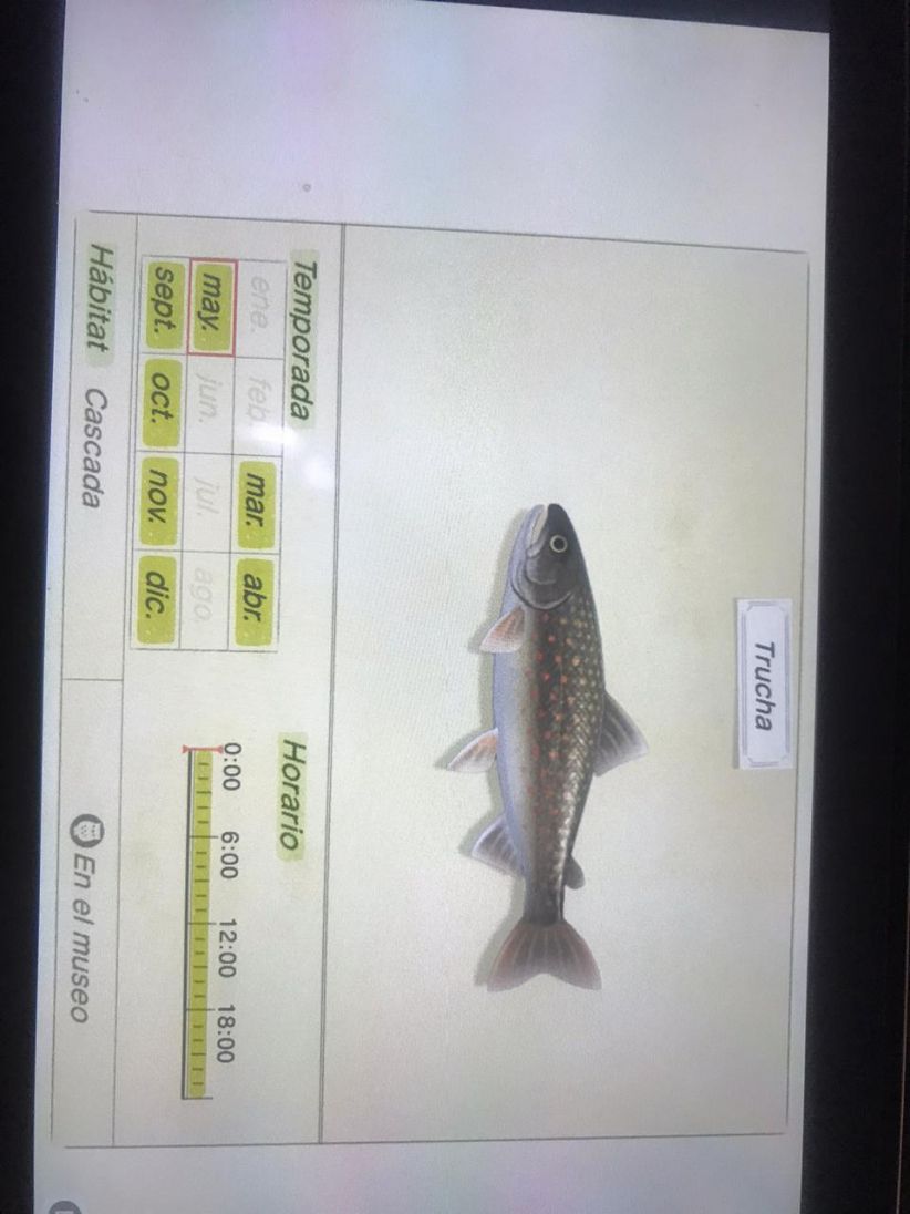 ACNH Char How To Catch & Price Animal Crossing GameWith