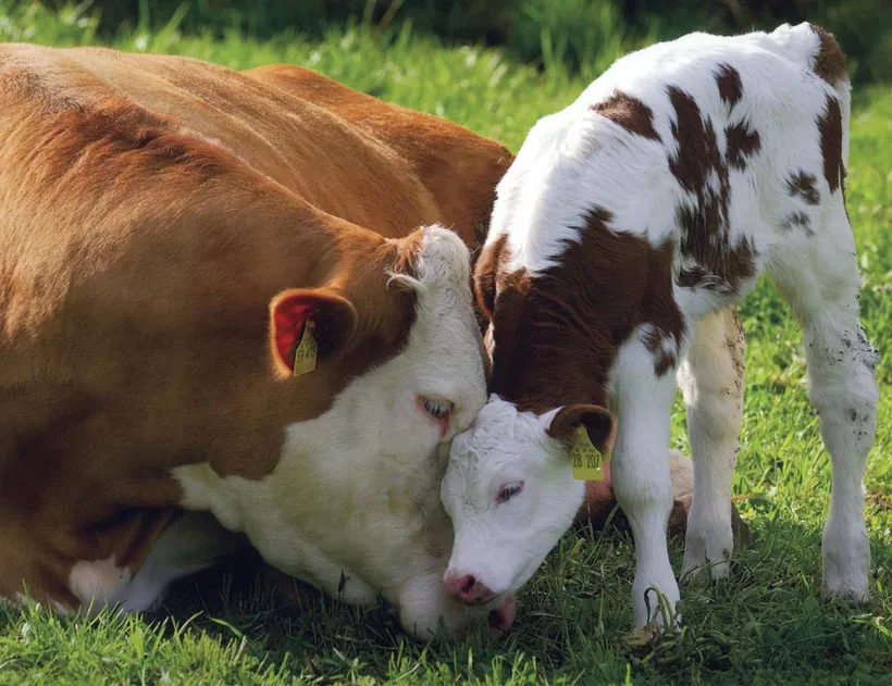 Vaca con su ternero en la pastura
