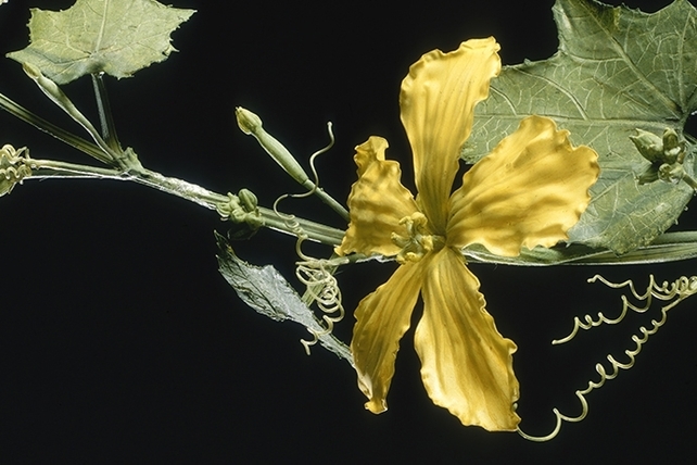 glass.flowers.luffa_.slide_