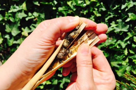 Harvesting cocoons from lake reeds is easy and ensures your cocoon’s health.