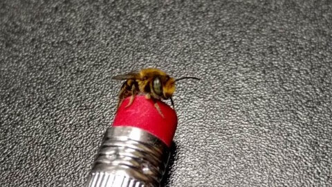 Male leafcutter bees have green eyes and golden hair.