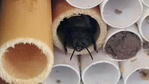 A female mason bee rests in her nesting hole, a natural lake reed.