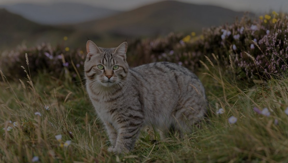 First Naturally Born Kittens Documented in Scottish Wildcat Reintroduction Program