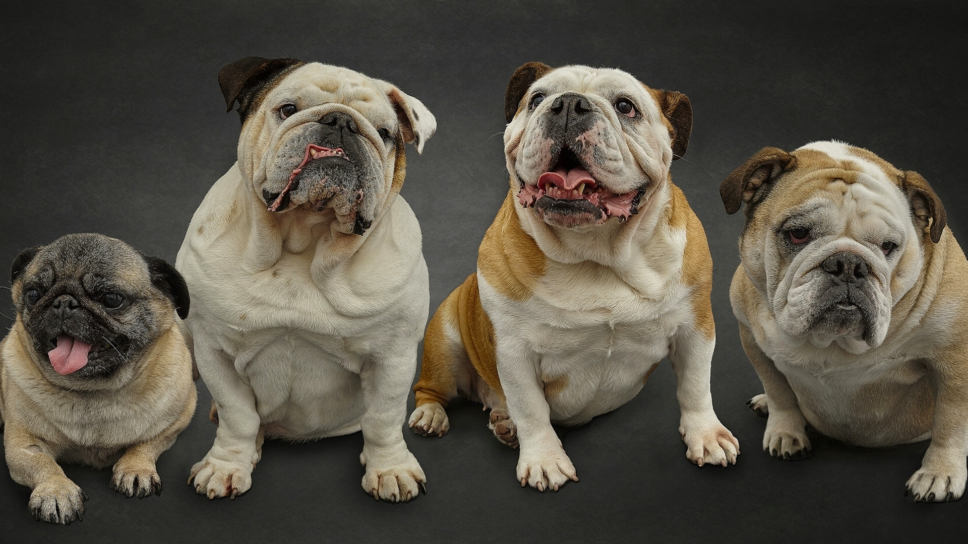 Mops et Bouledogues : L'introduction d'un système d'évaluation de la santé va redéfinir les standards des races brachycéphales