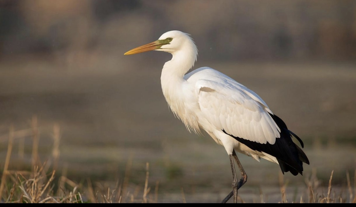 White Storks Make Remarkable Return to UK Skies
