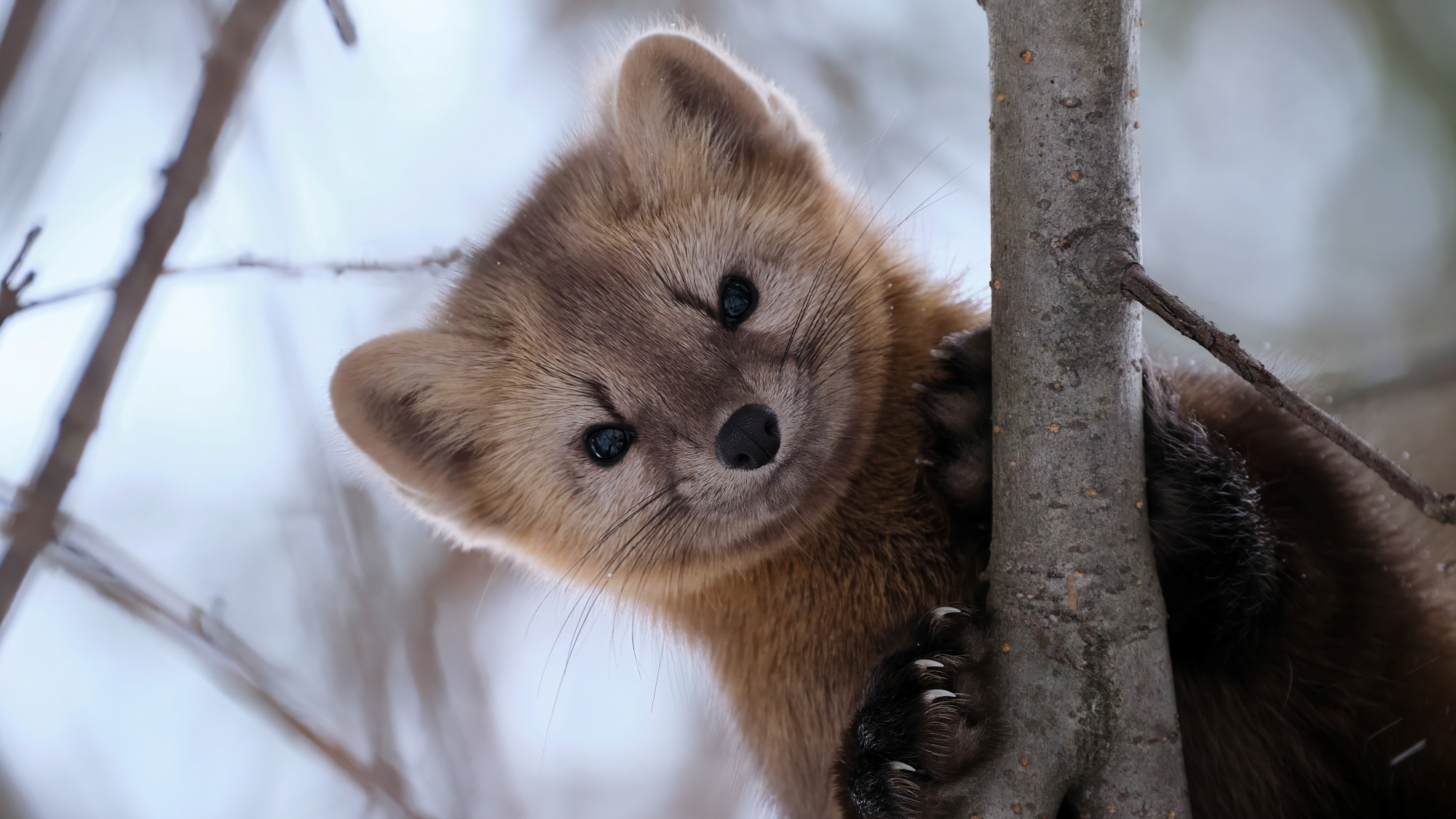 La Fashion Week de New York Bannit la Fourrure Naturelle à Compter de Septembre 2026