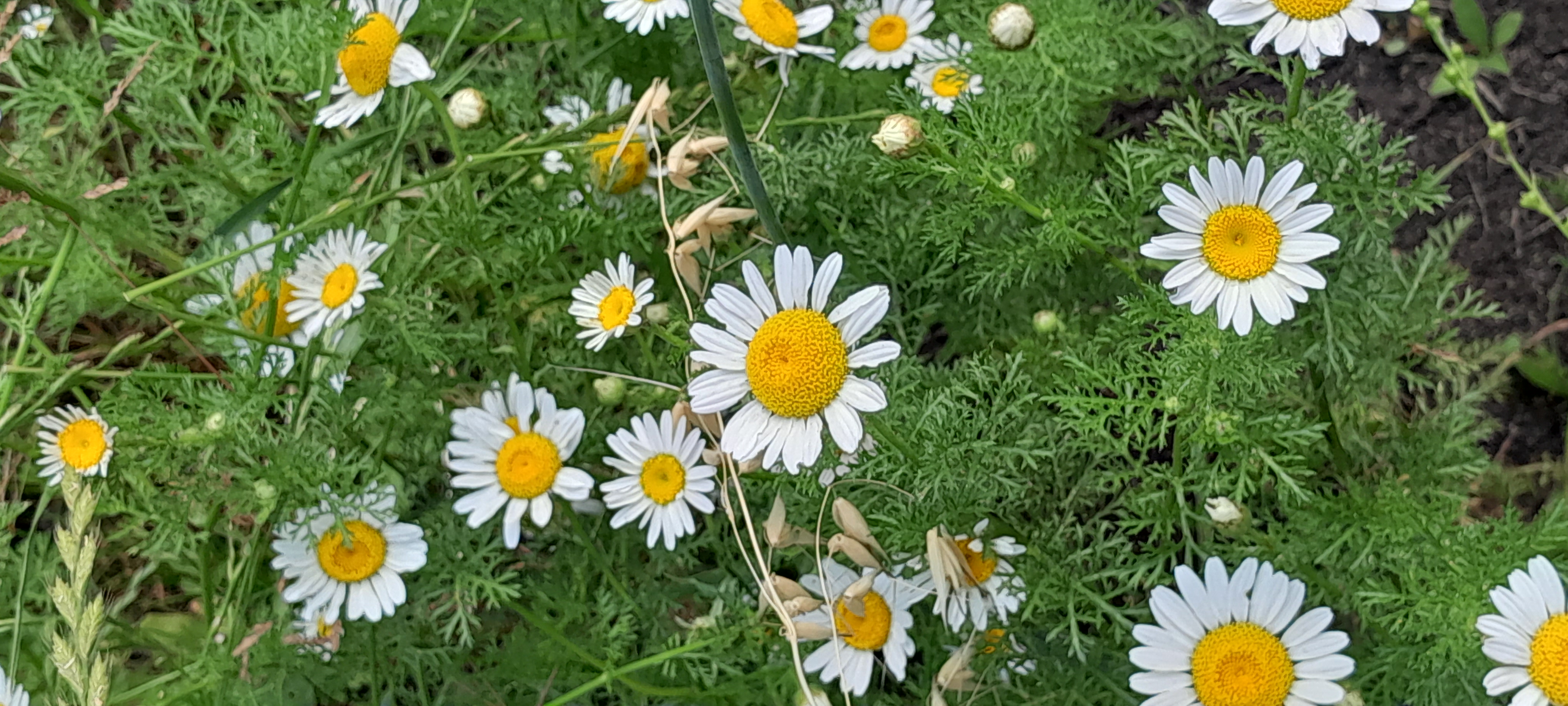Chamomile's Cardiovascular Benefits Gain Prominence in Global Health Discussions