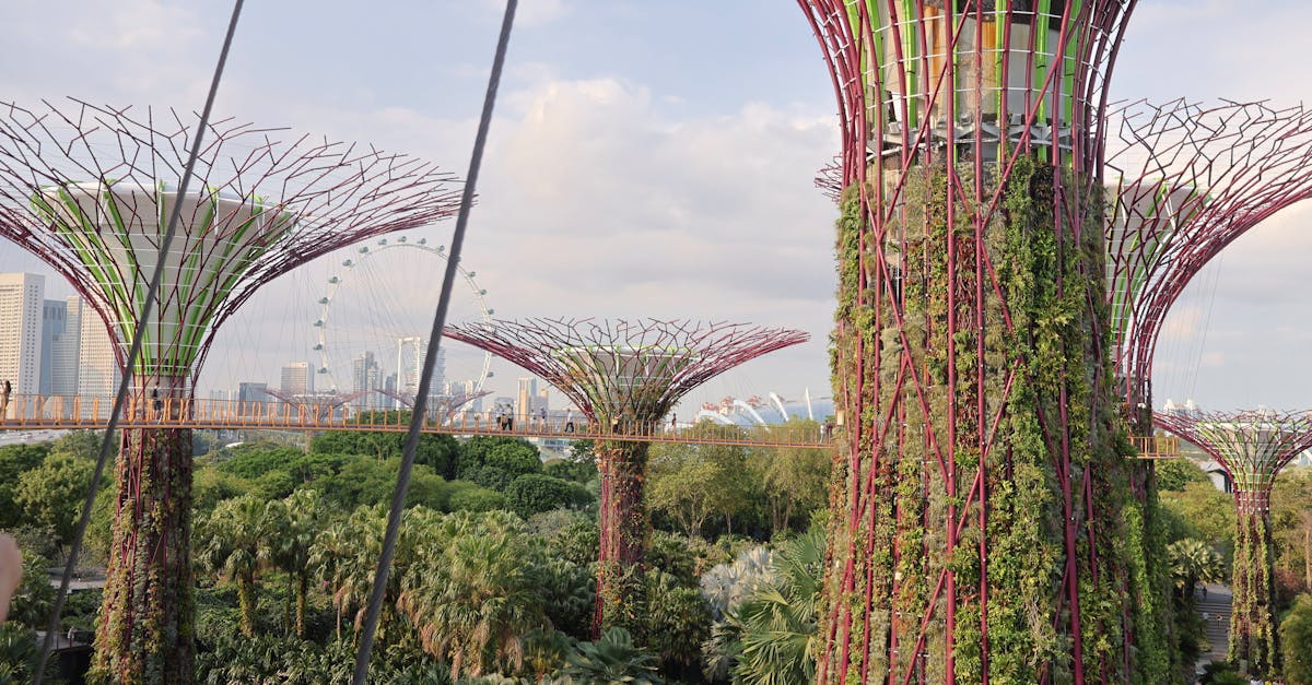 Cali Recognized as 'Tree City of the World' with Over 384,000 Public Trees