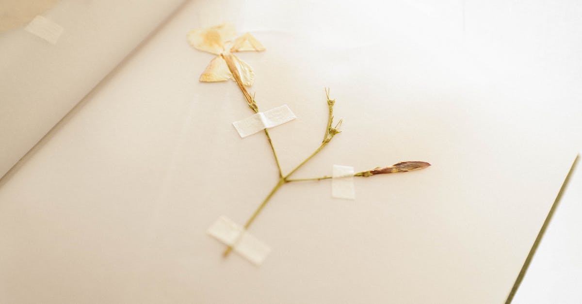 Thailand's Botanical Archives Aid Forensic Investigations