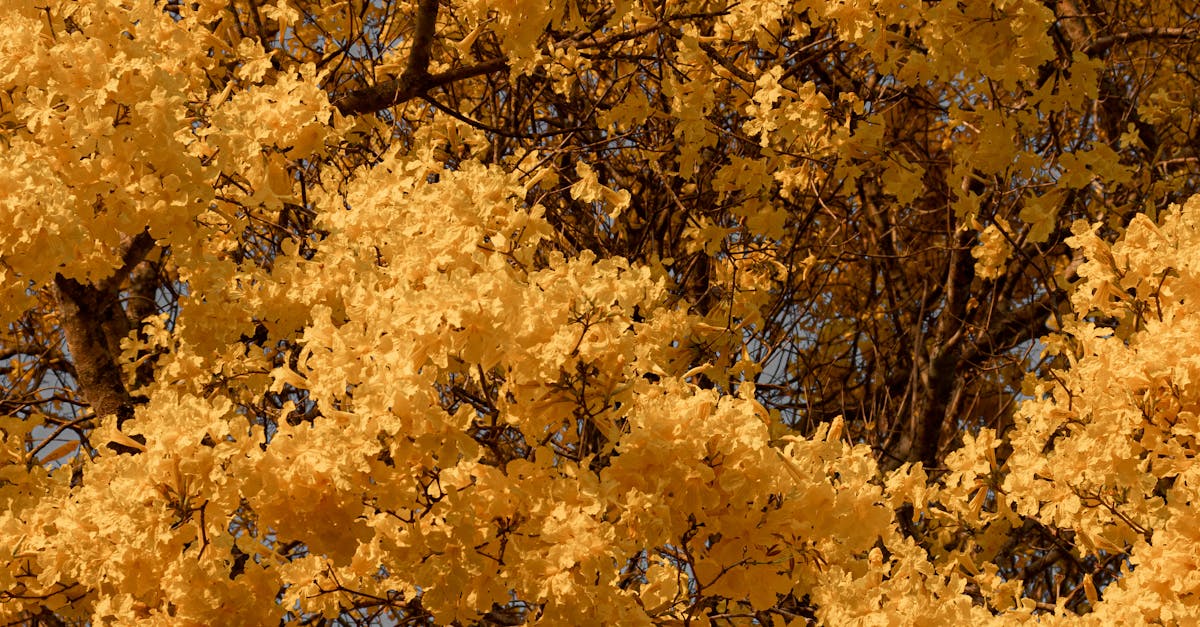 Brasília's Iconic Yellow Ipê Tree Blooms, Inspiring Students and Community