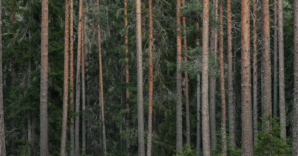 San Luis Province Launches Ambitious Reforestation Initiative in Villa Mercedes