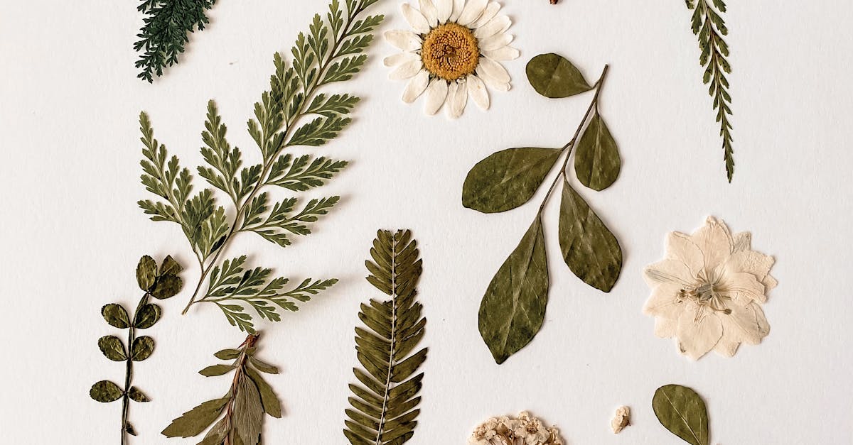 Corrientes Herbarium Celebrates 60 Years with Major Digitization Push