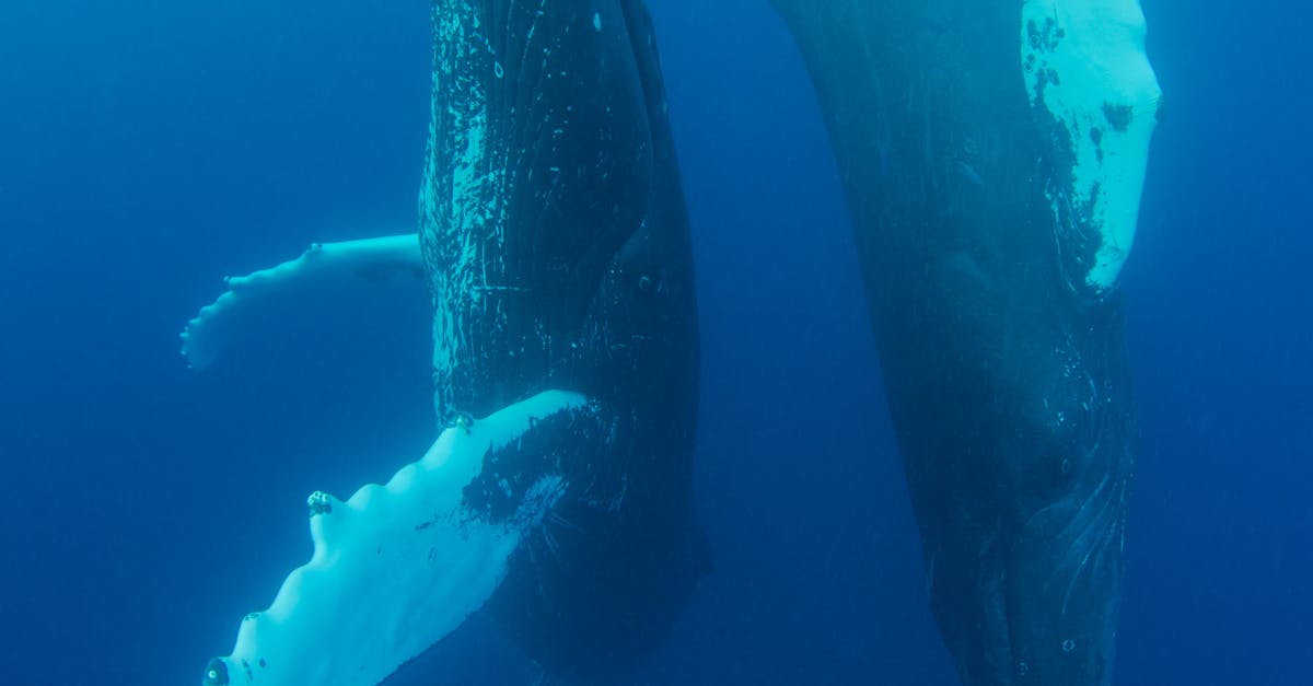 Humpback Whales' Unique Bubble-Net Feeding: A Biomechanical Masterpiece