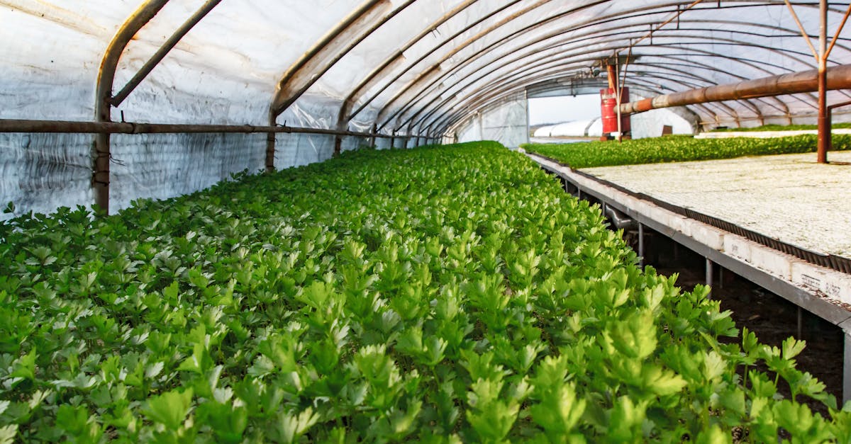 China Cultivates Food Security Through Technological Advancement