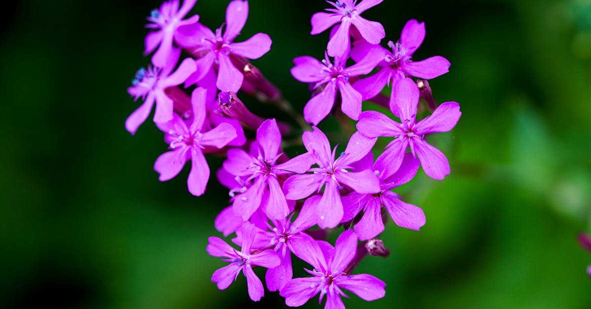 Silene de Ifach: Resilient Bloom Re-emerges on Valencia's Cliffs