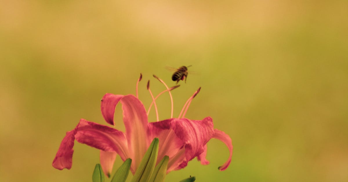 Bristol's Pollinator Pathways Project Cultivates Urban Resilience for Endangered Insects