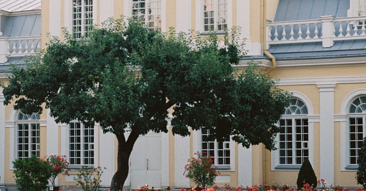 Peru Champions 'Heritage Trees' to Bolster Green Tourism and Conservation